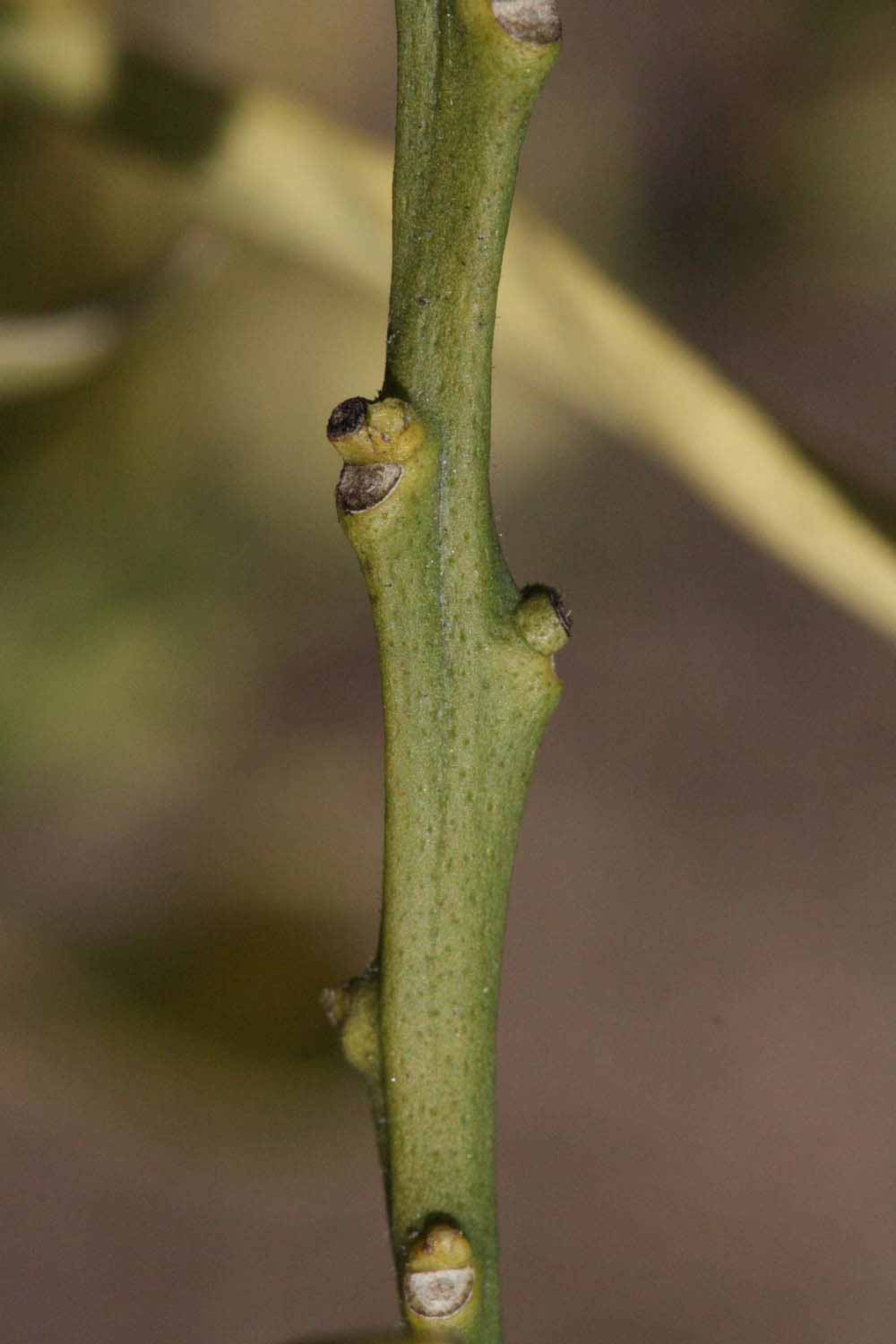              First year twig (Riverside, CA)       